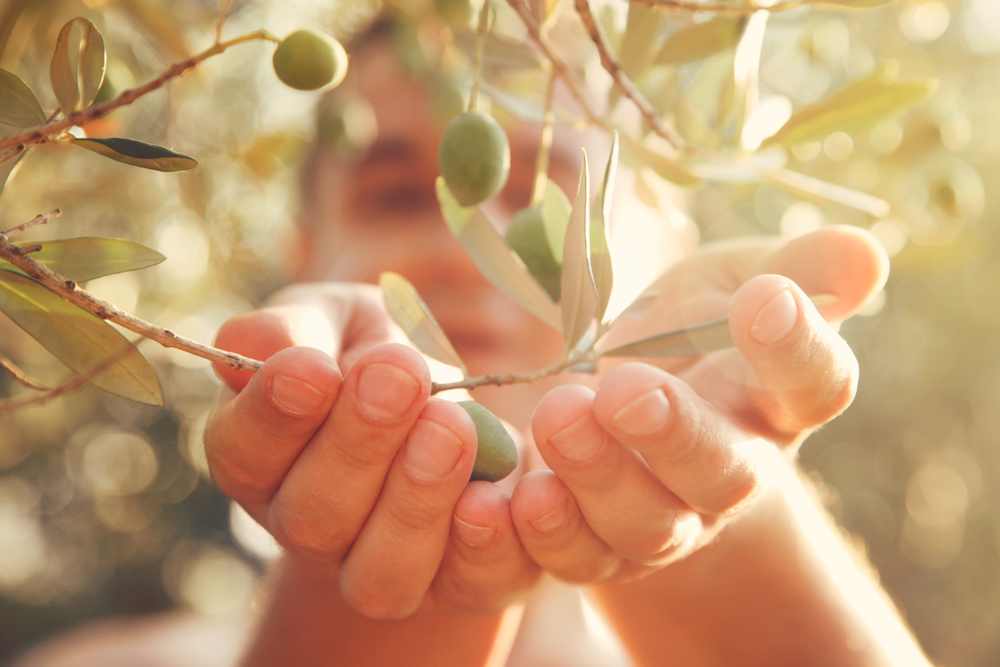 Raccolta delle olive e visita al frantoio